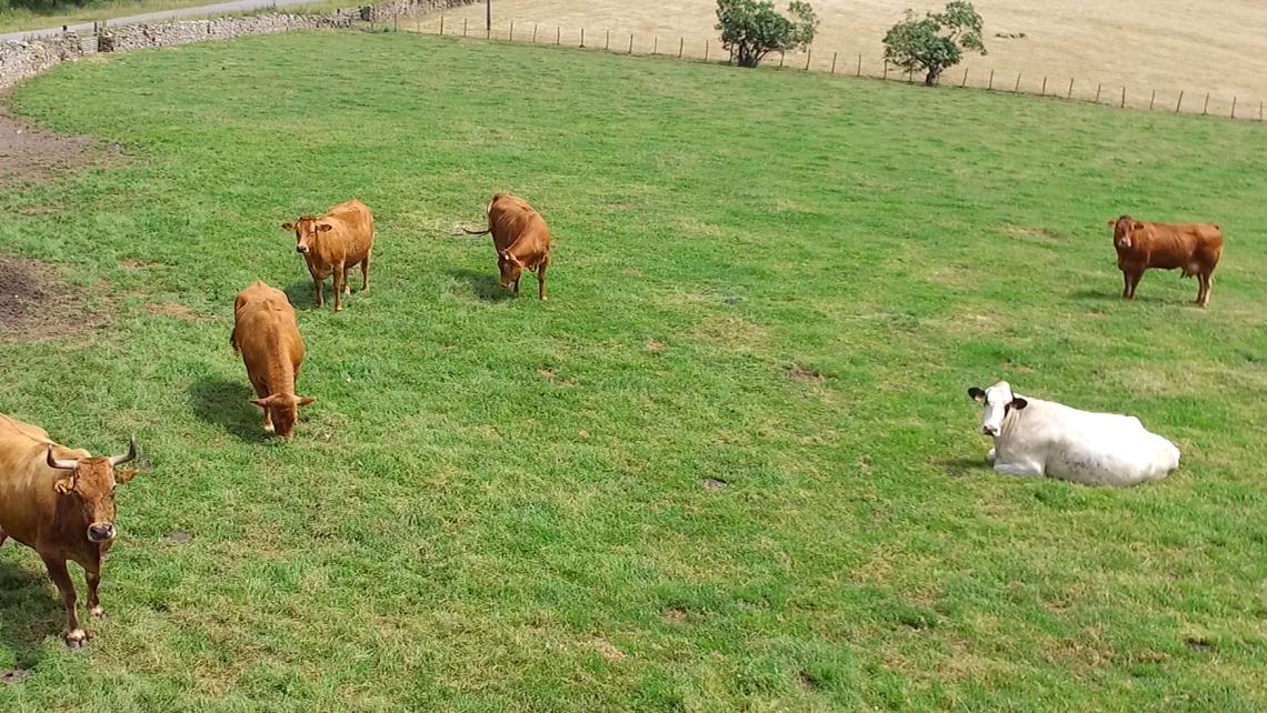 Agricultura y ganadería Drones dron